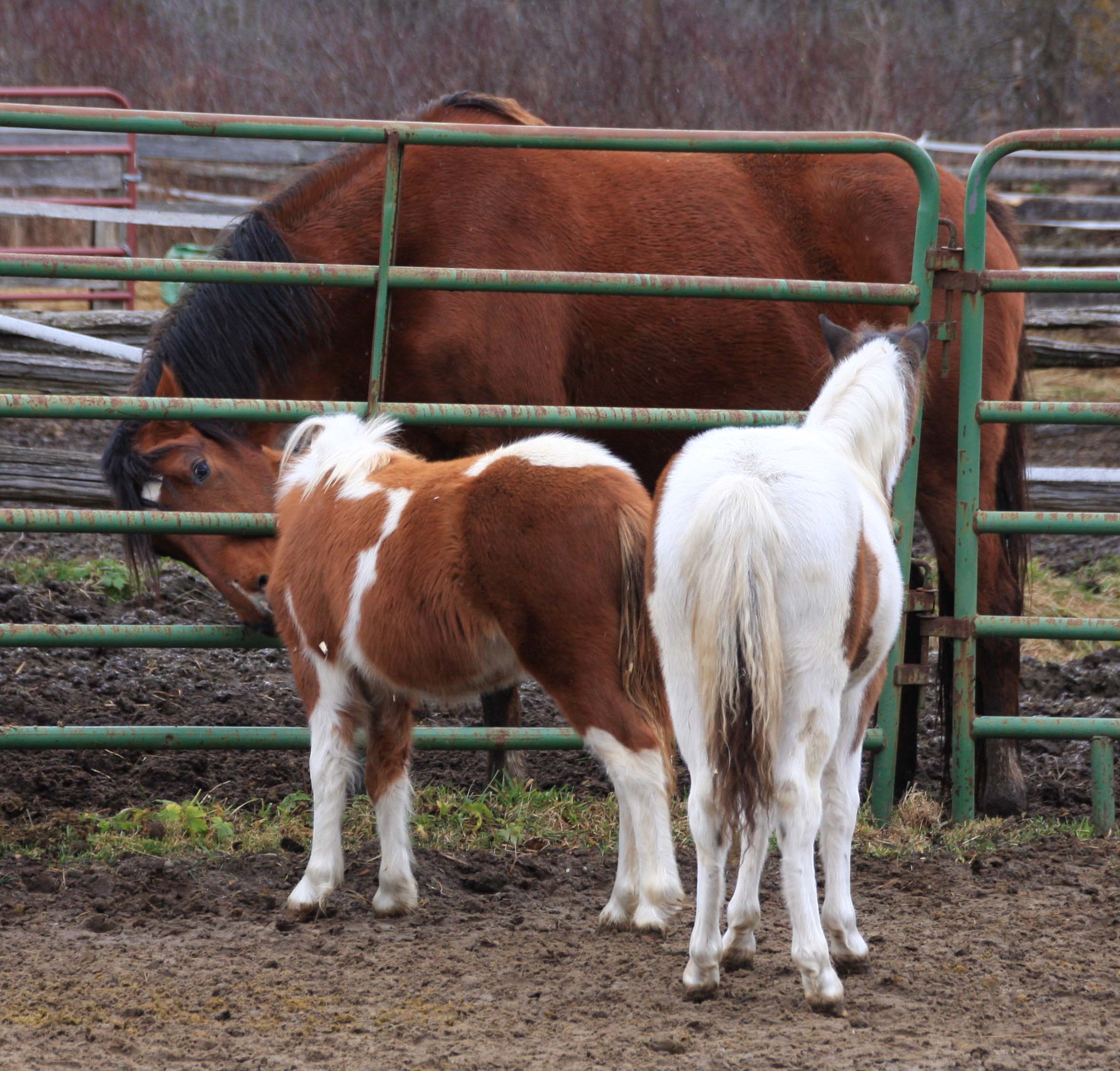 Secrets Out Rare Baby Horses For Sale Dont Miss Out - 38ynid0